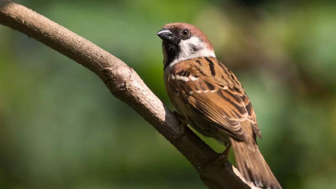 What house sparrows can teach us about evolution, survival, and a changing planet