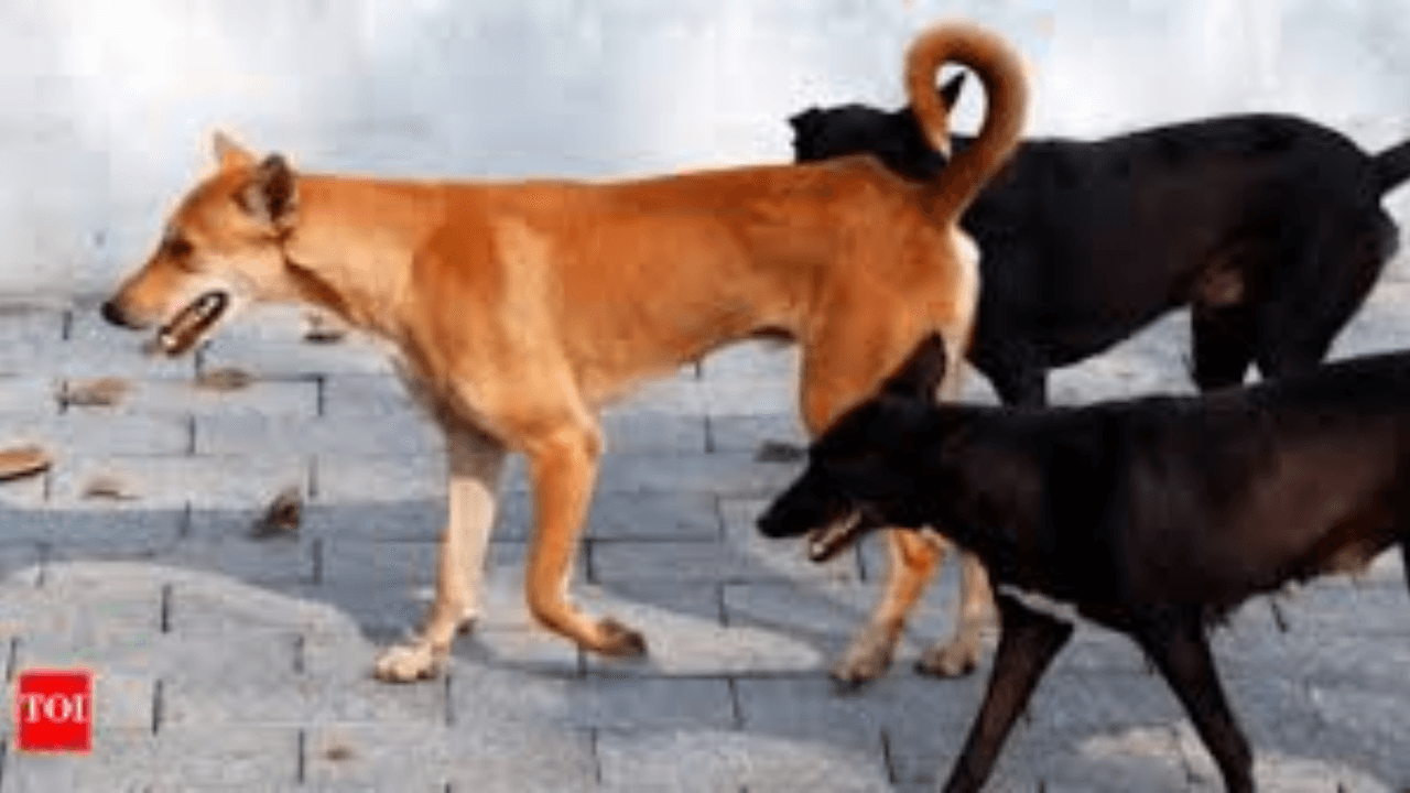 J&amp;K: Dogs maul 8-year-old girl to death in Sopore