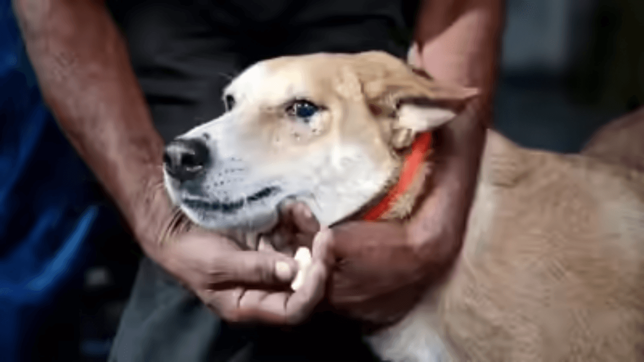 SC: Animal lovers can protect strays if they take responsibility for bites