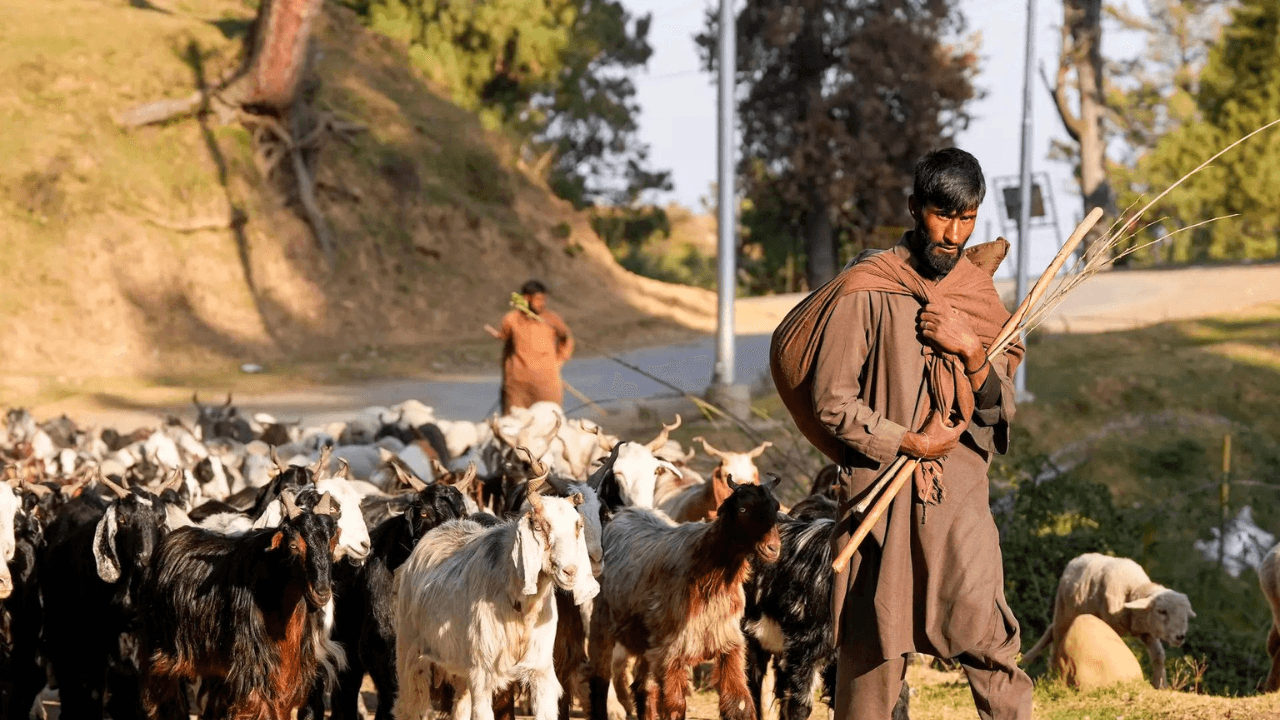 Kashmir nomads file ‘atrocity’ complaint after demolition of their houses
