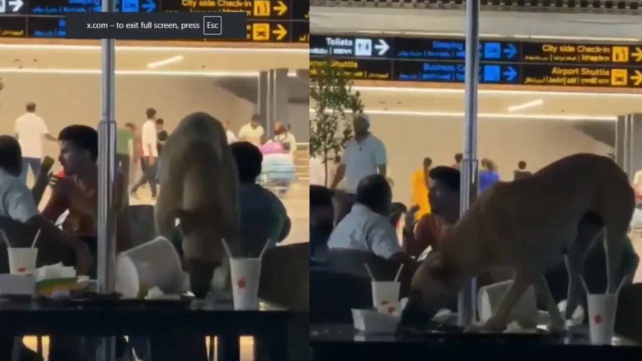 Stray dog spotted inside Hyderabad airport lounge, video goes viral; RGIA responds