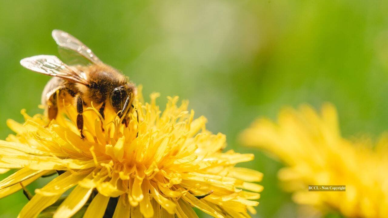 Why August can be a hungry month for honeybees despite summer