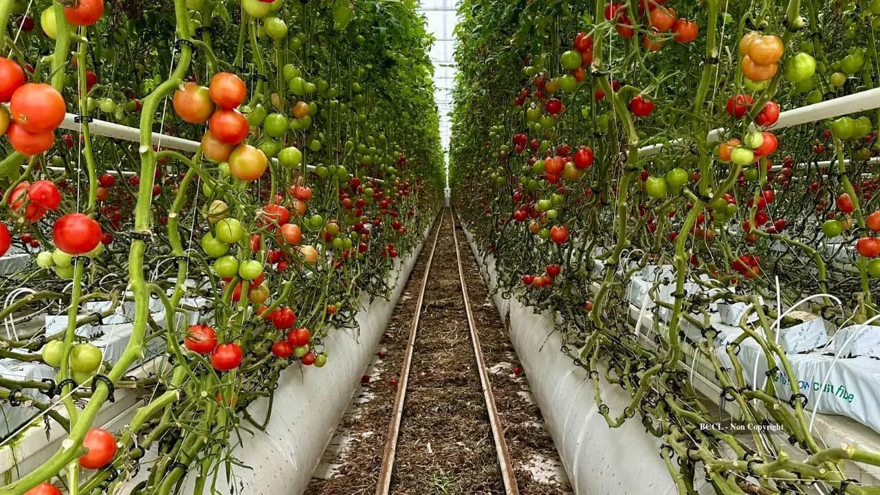 Jersey City moves to save 20-year community garden with $1.2 million purchase