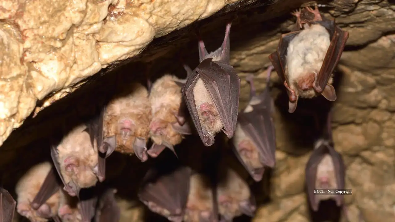 Why some bats live 50 years while close relatives survive just 7