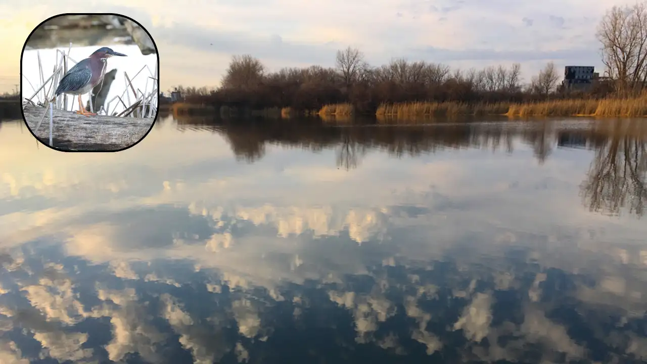 Buffalo turned industrial dump into nature preserve; 260 bird species recorded