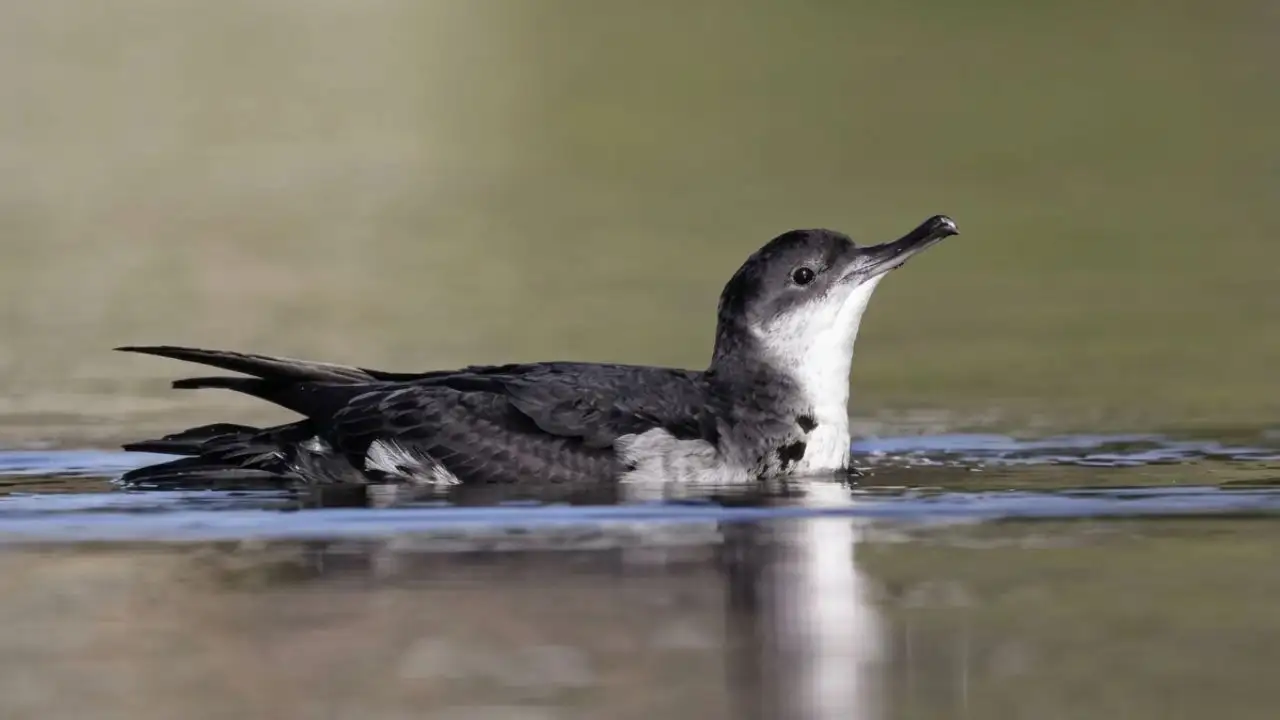 Islands removed invasive rats; seabird breeding sites rose from 22 to 225
