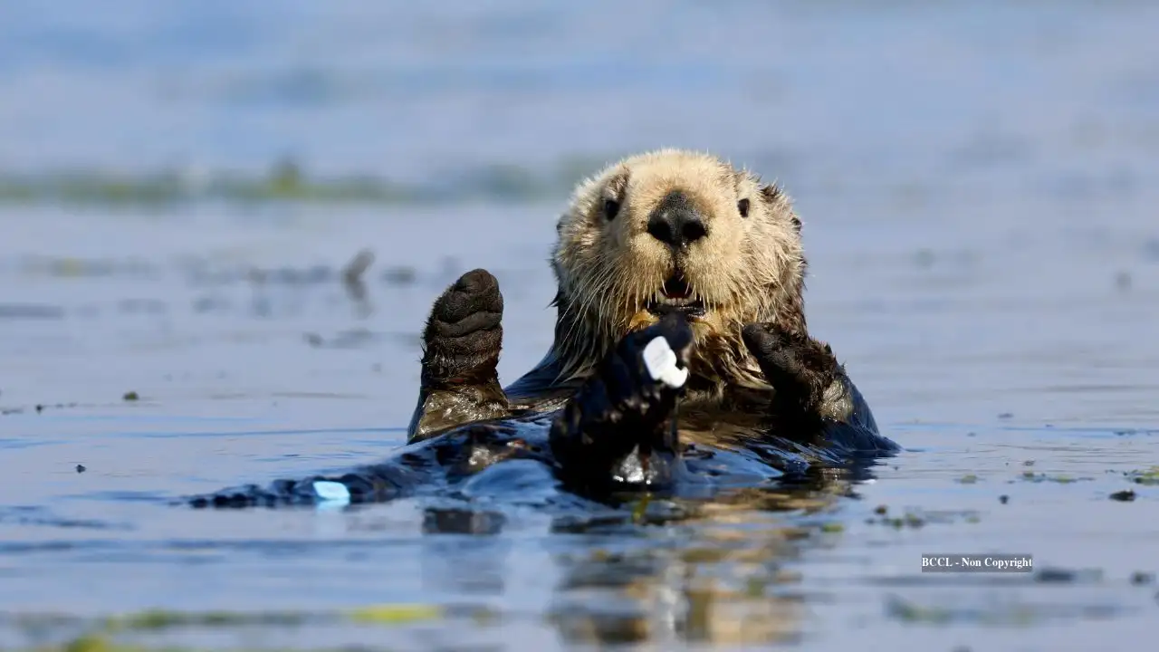 Monterey Bay Aquarium has cared for over 1,000 stranded sea otters