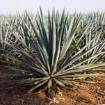Mayor of Tequila, Mexico, Is Accused of Shaking Down Tequila Companies