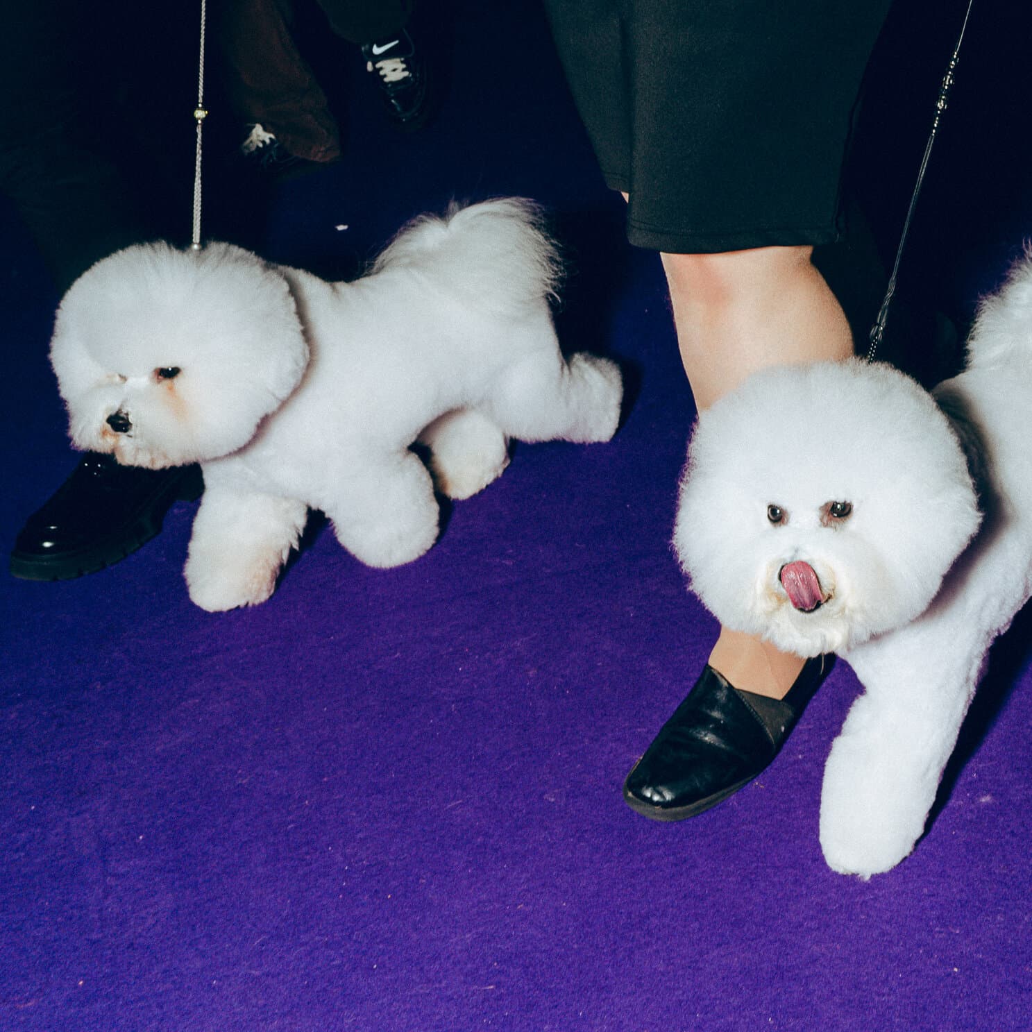 Westminster Dog Show 2026: Behind-the-Scenes Photos