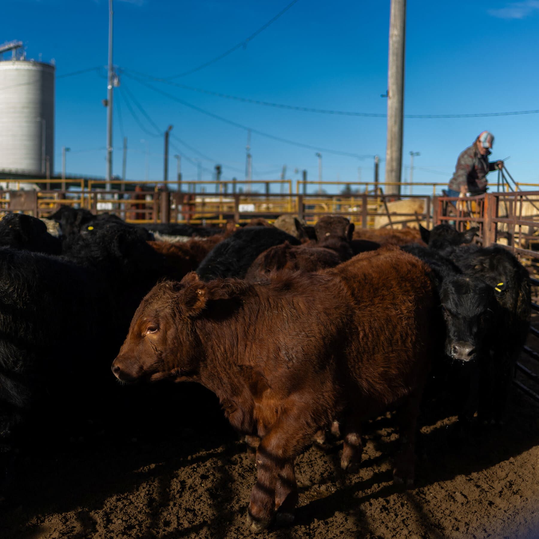 Meat Processors Take a Hit as Cattle Prices Remain High