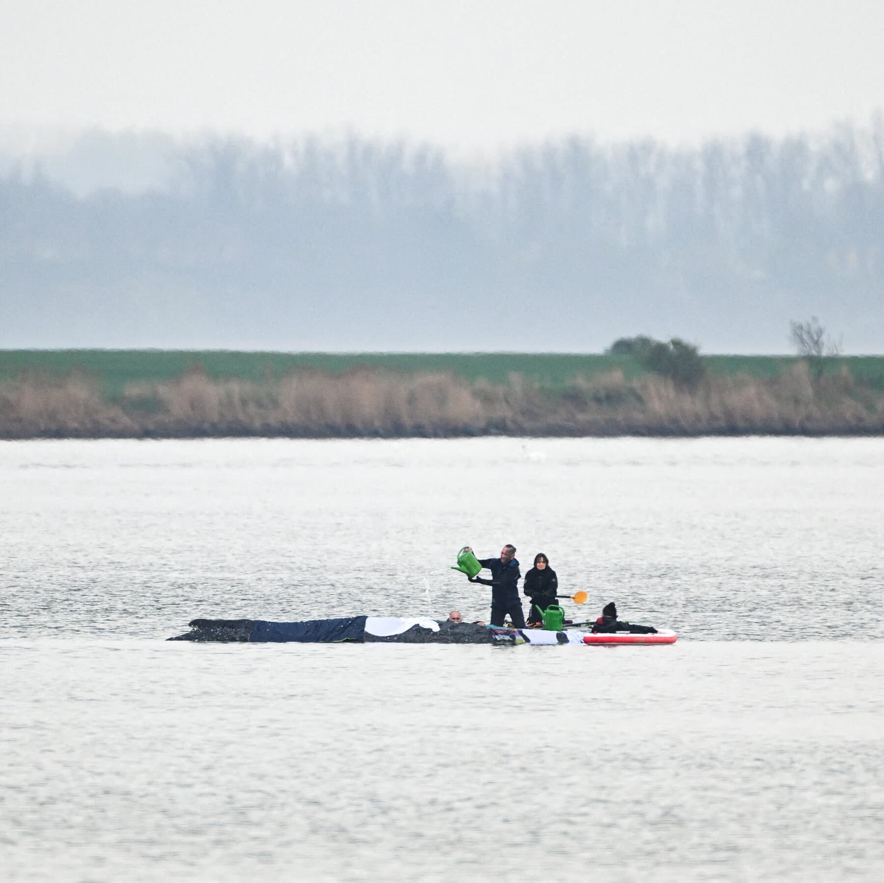 Rescuers Try to Save Timmy, a Whale Stranded Off Germany