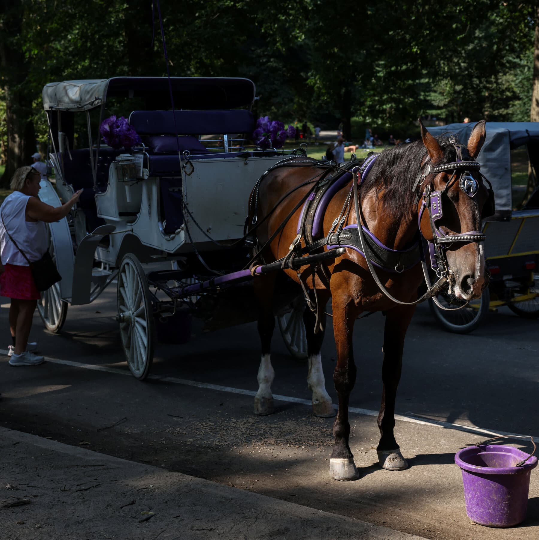 Ban on Horse-Drawn Carriages Is Backed by Key N.Y.C. Official