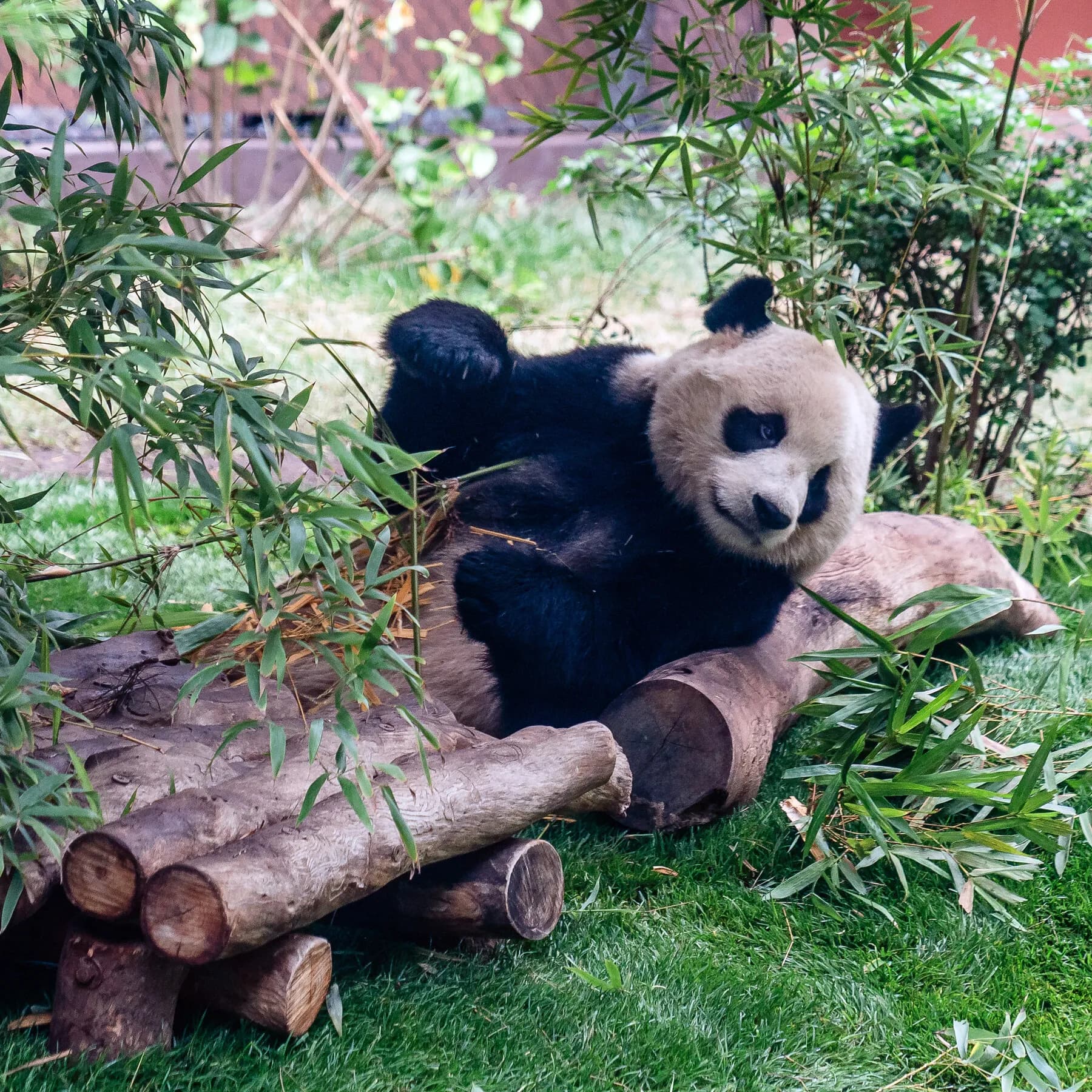 Giant Pandas, Icons of China’s Soft Diplomacy, Arrive in Atlanta