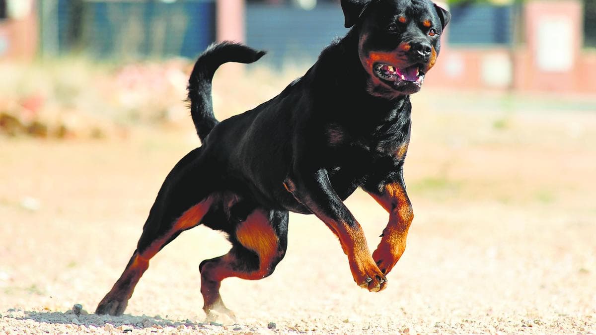 Boy bitten by neighbour’s rottweiler; dog owner booked