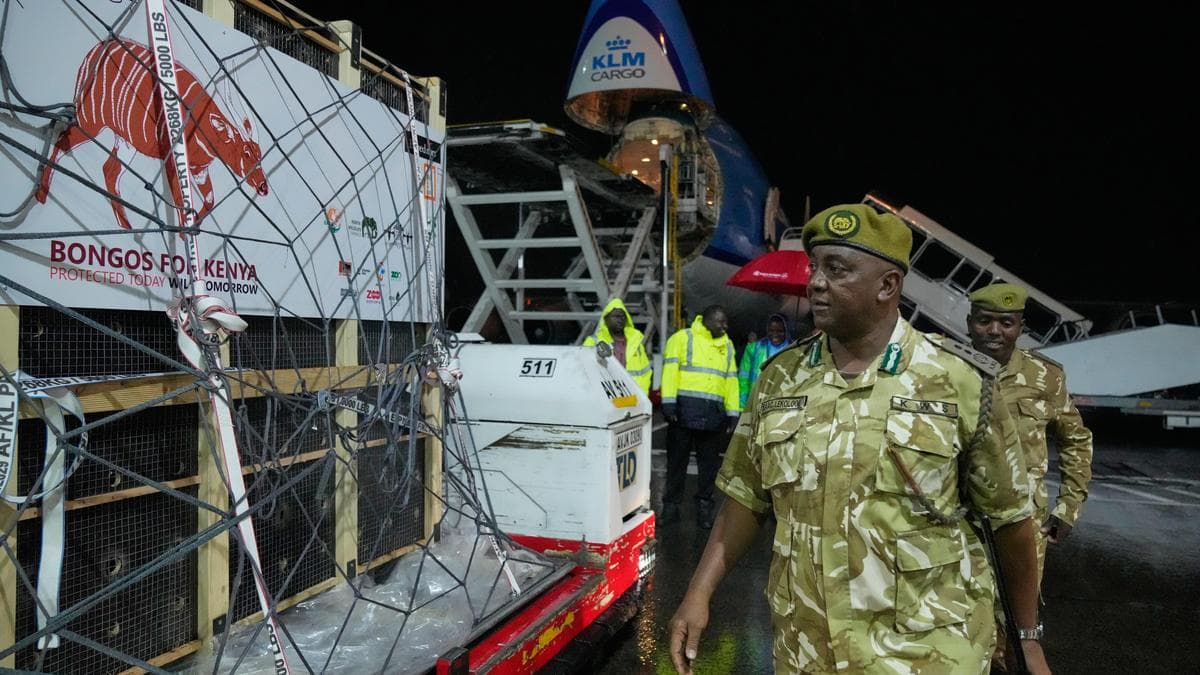 Critically endangered antelopes return to Kenya from Czech zoo