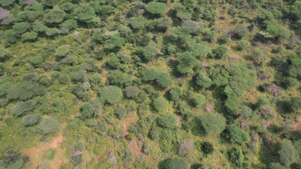 Five persons trespass into Sirumugai forest to spot elephant, fined ₹25,000