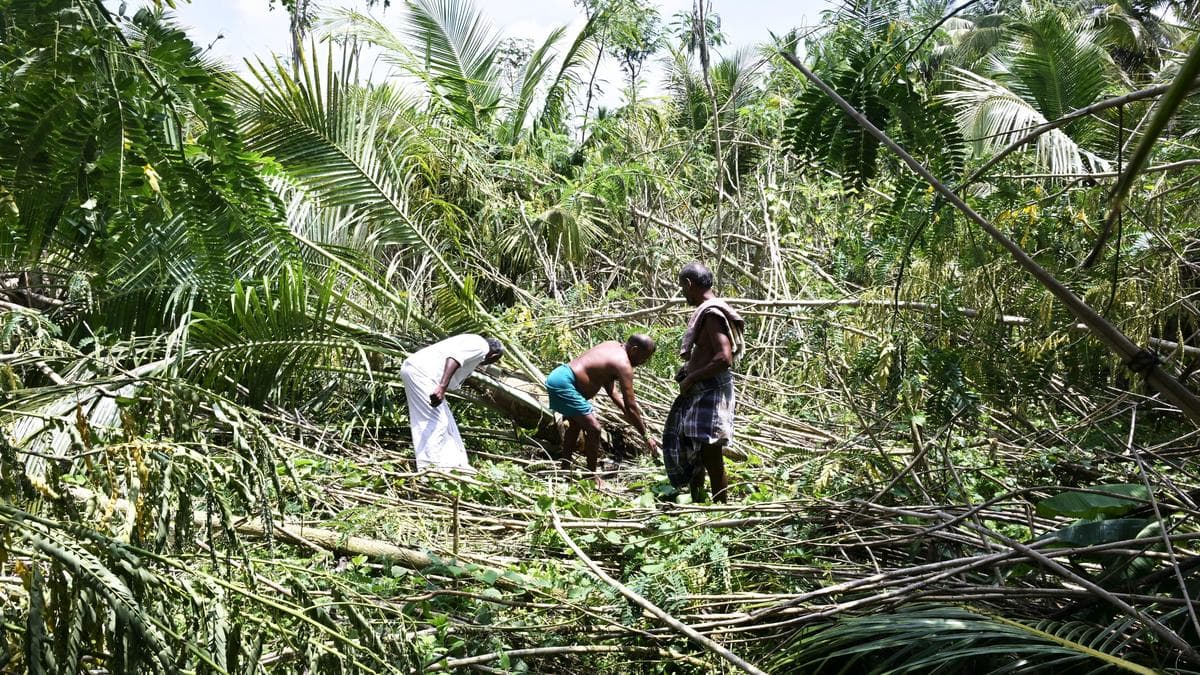 Plight of Sholavandan betel leaf farmers miserable as gale storms hit fields