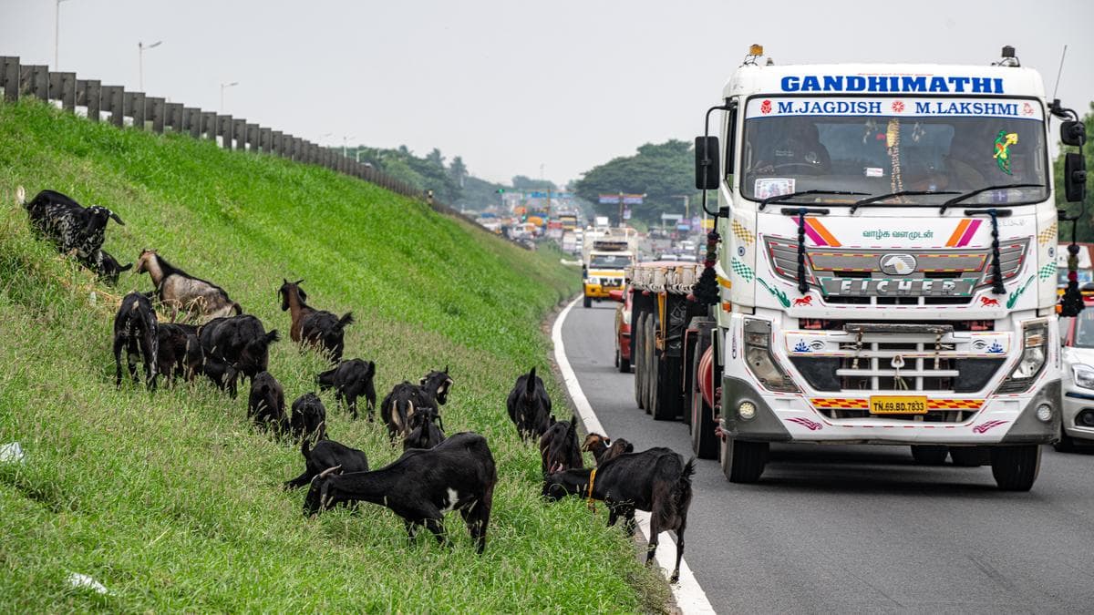Stray cattle on highways pose safety threat in Tiruchi
