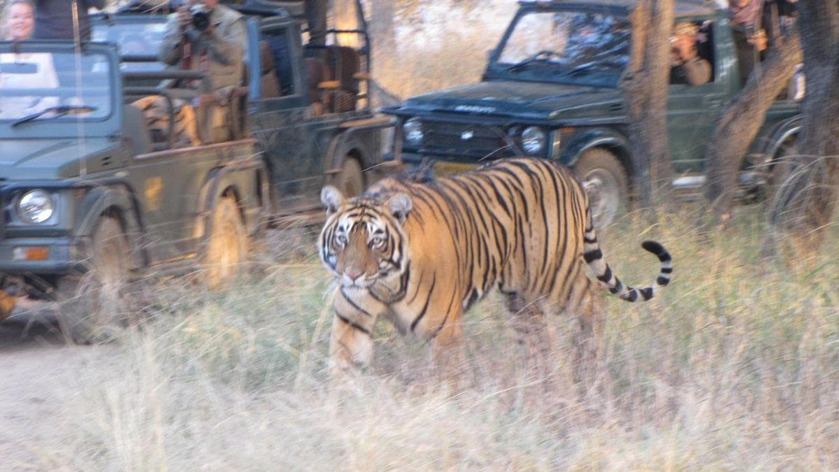 Tourism and stress hormones: The troubling reality inside tiger habitats