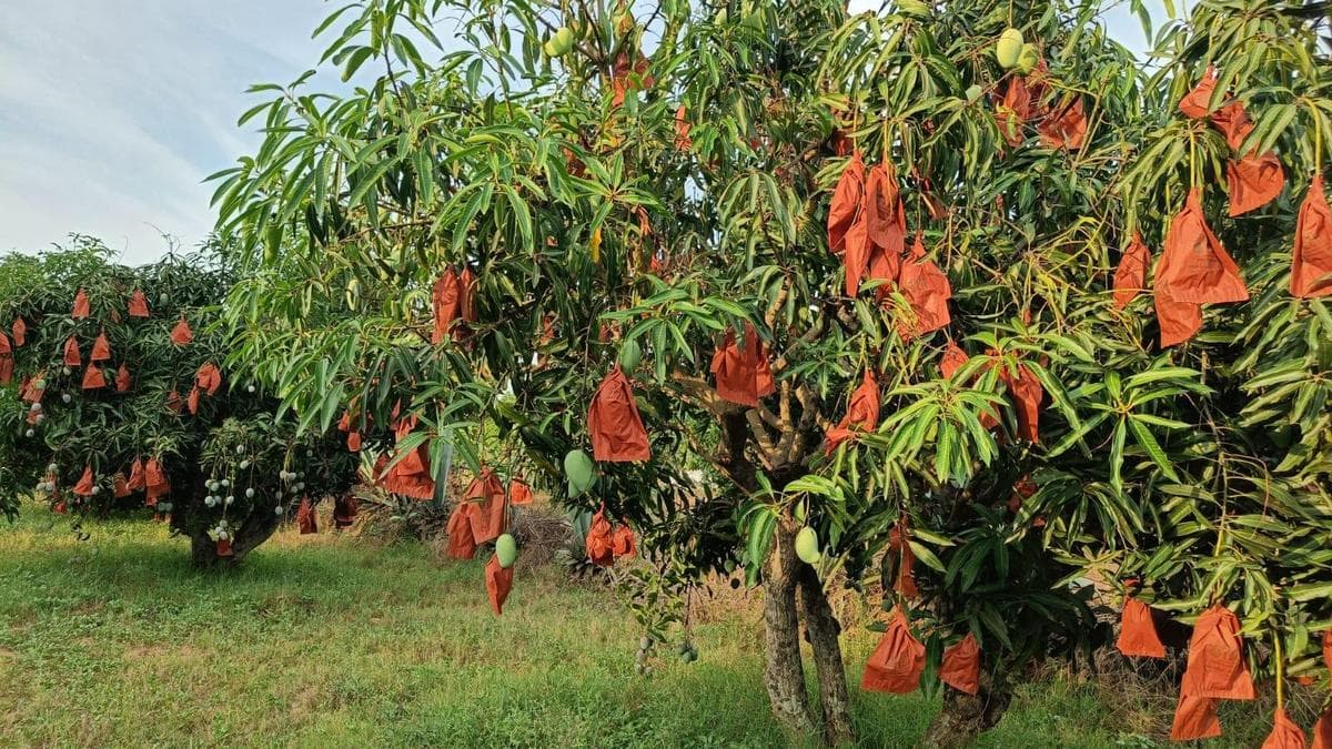 HDK urges Union Agri Minister to provide assistance under MIP to mango farmers