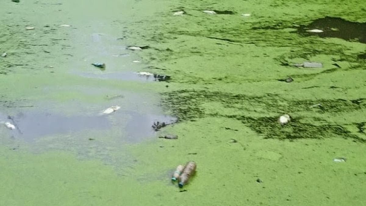 Fish kill in Mayiladuthurai district pond sparks health concerns