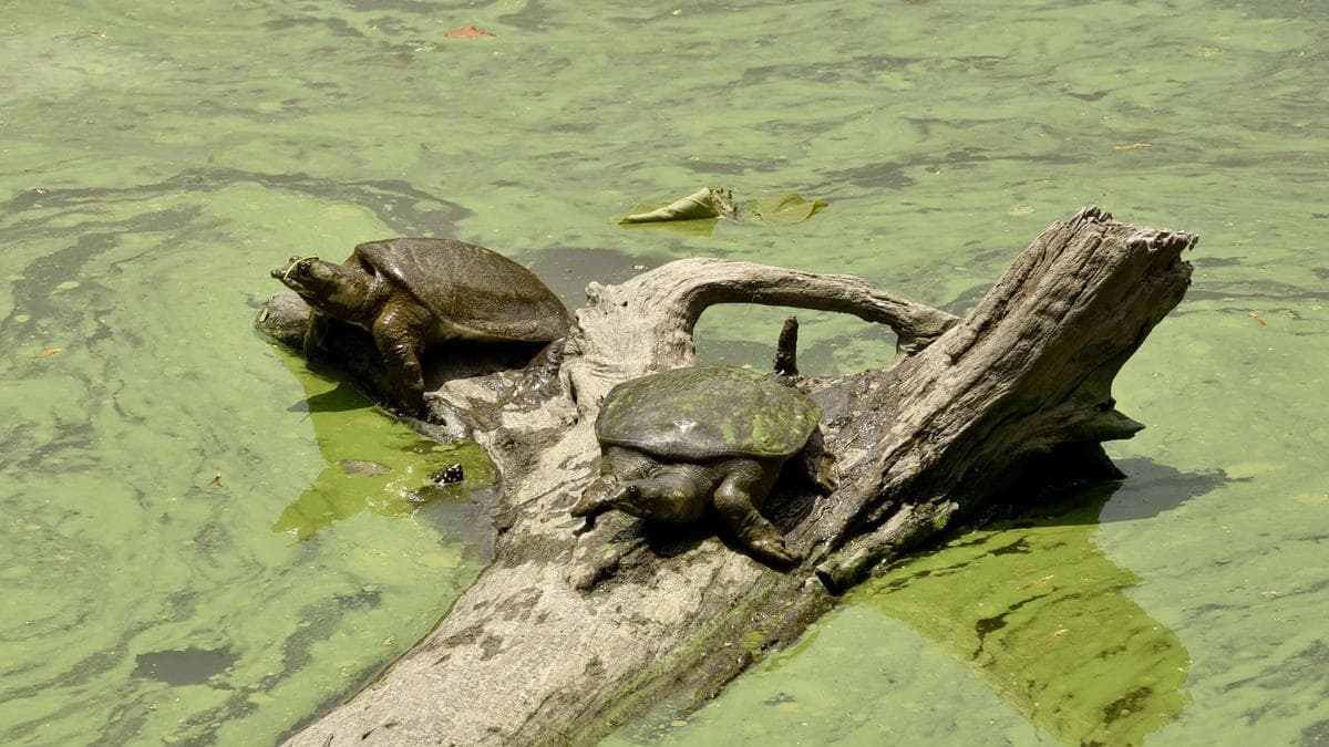 A sanctuary turned death trap: Turtles flee poisoned waters of Kajalheri