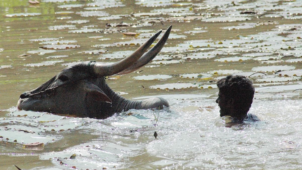 Man, nephew drown in tank near Gandasi in Hassan