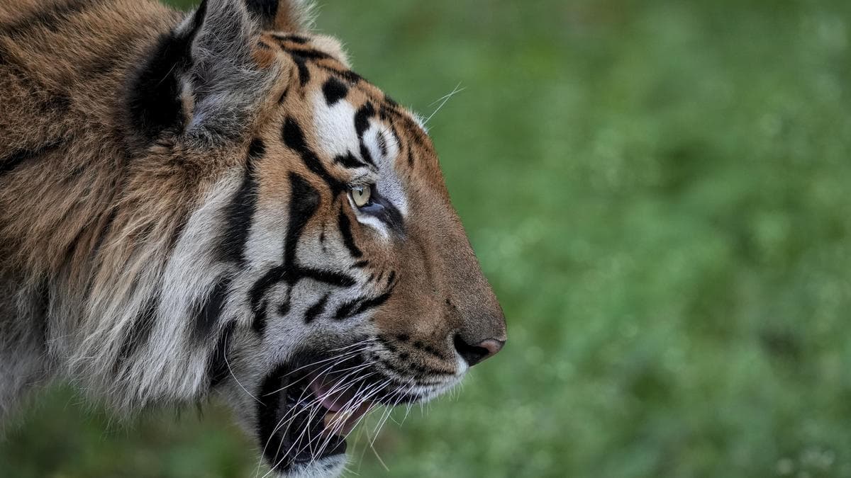 Big Cat Summit in New Delhi postponed