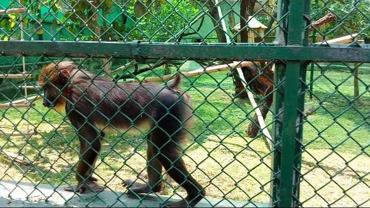 Two mandrills join Nehru Zoological Park under animal exchange programme