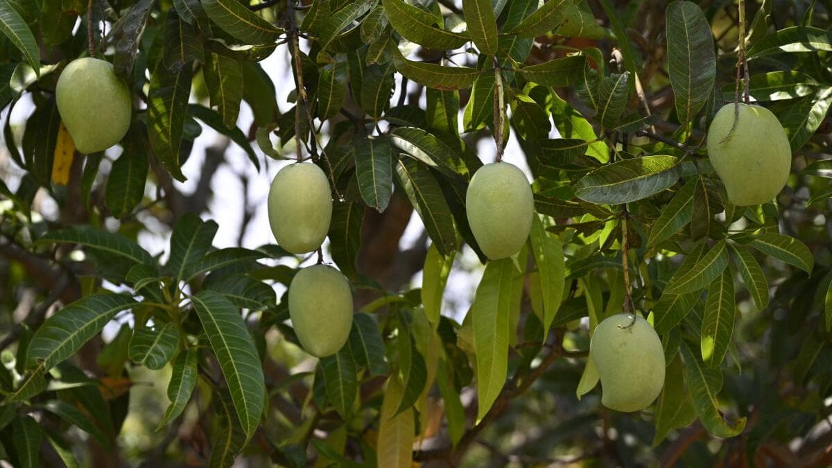How growers and restaurants are reviving rare heritage varieties of mangoes in West Bengal