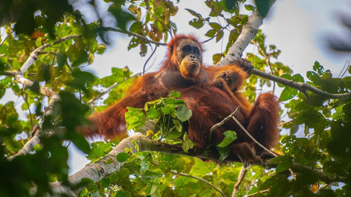'People could get hurt': Conservationists decry AI wildlife visuals