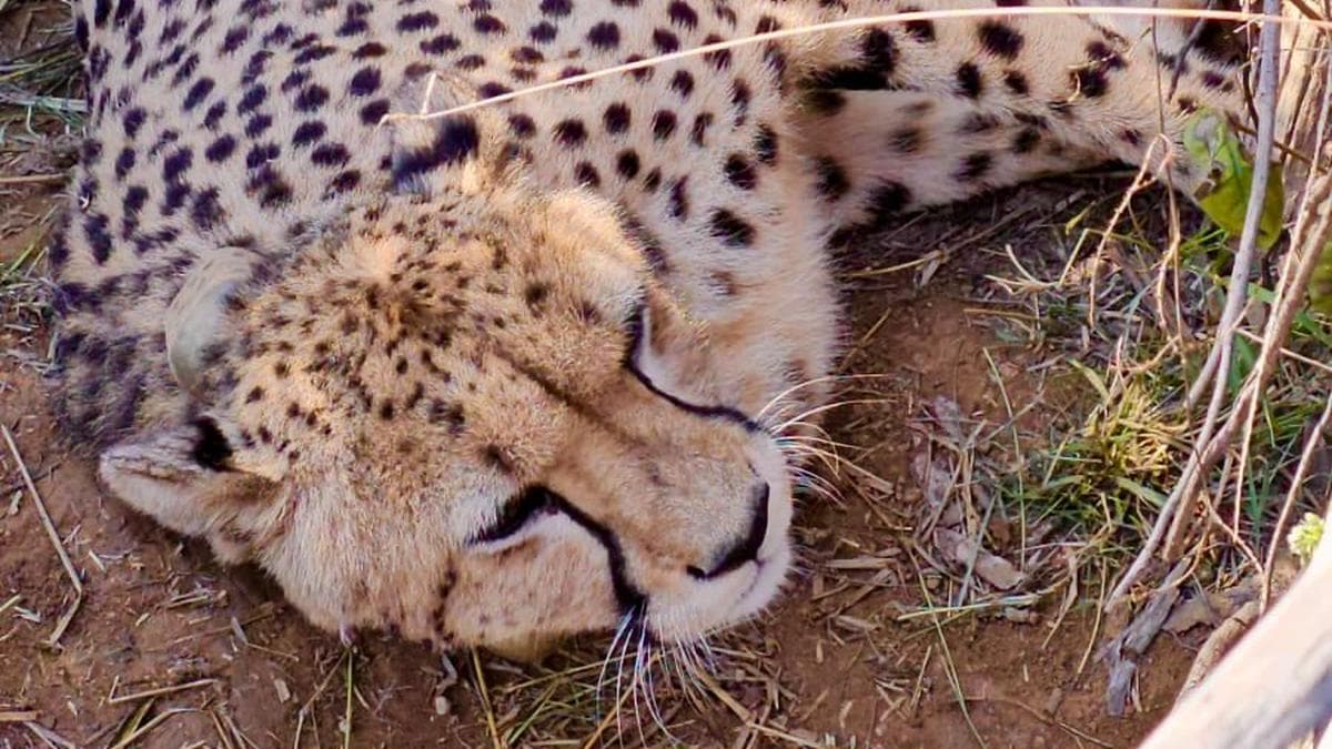 Namibian cheetah gives birth to five cubs in Kuno National Park; total count rises to 53