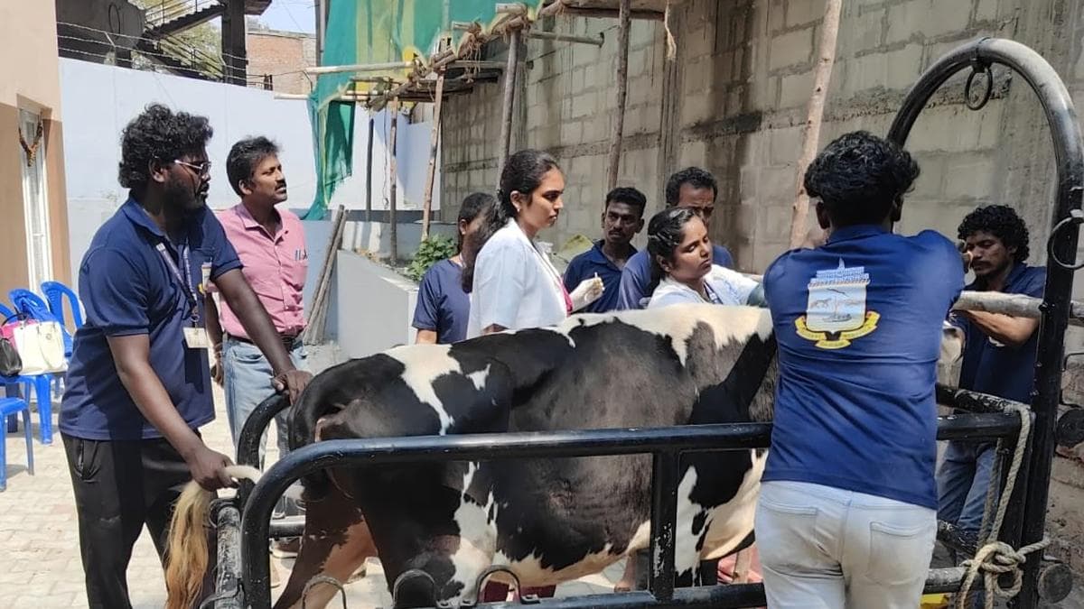 Microchipping of cattle housed in GCC sheds begins