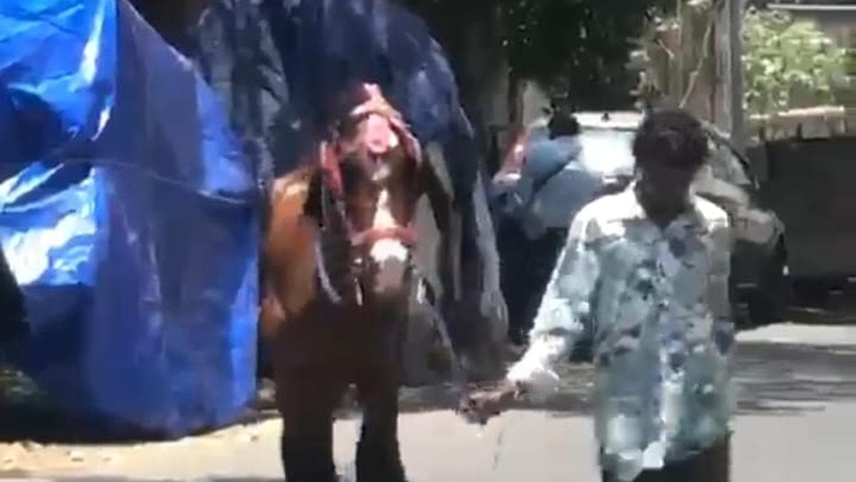 Joyride horse dies of highly contagious zoonotic disease disease in Chennai; Tamil Nadu goes into alert mode
