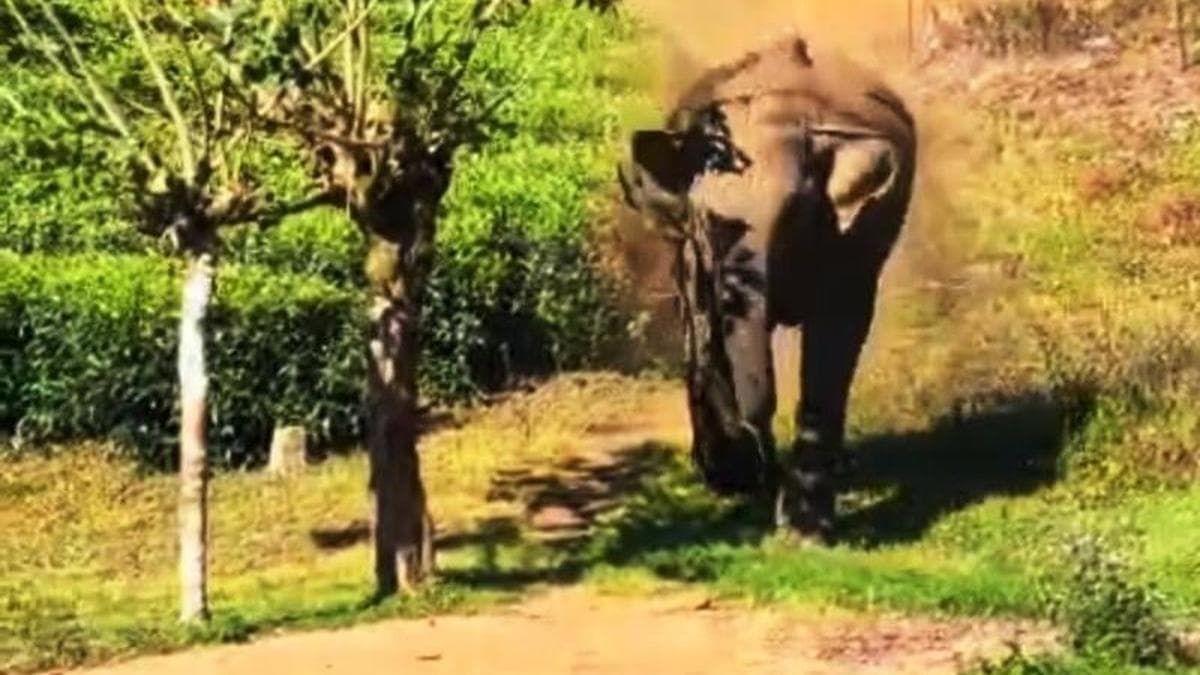 Munnar plantation worker narrowly escapes wild elephant attack