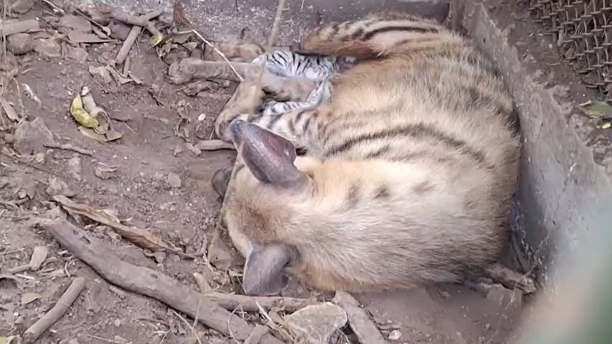 Hyena gave birth to two cubs at the Thiruvananthapuram Zoo