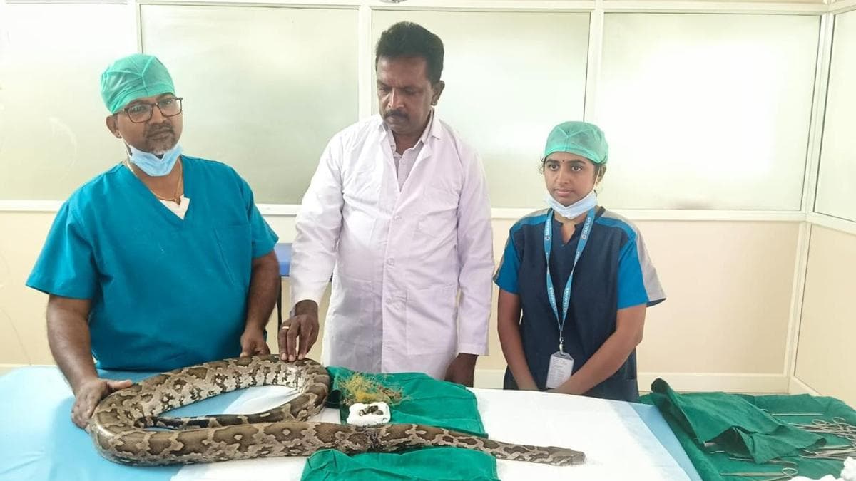 Six-foot python survives after surgery in veterinary college in Tirunelveli