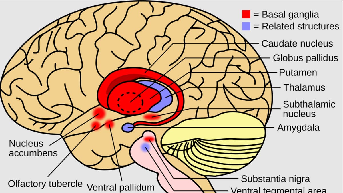 All you need to know about: Huntington’s disease